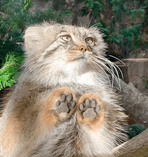 Эмодзи Manul