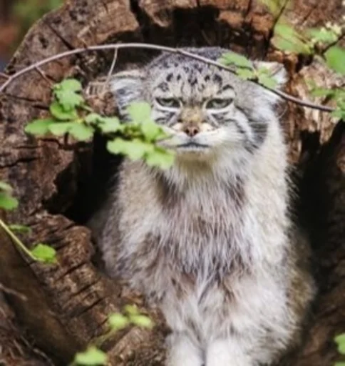 Эмодзи Manul