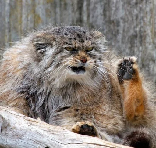Эмодзи Manul