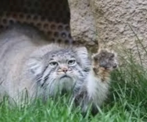 Эмодзи Manul