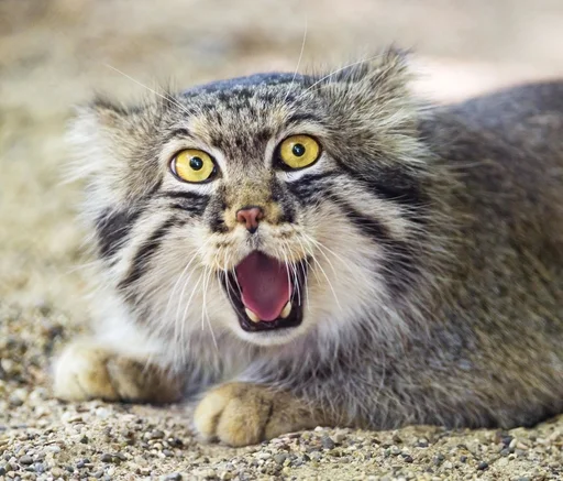 Эмодзи Manul