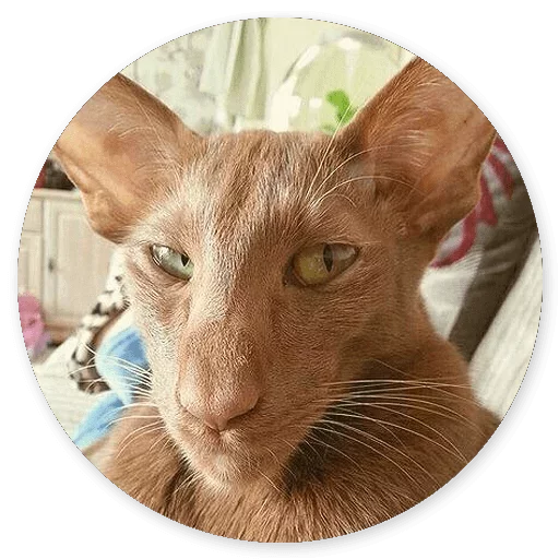 Эмодзи Котики и Кошечки 2