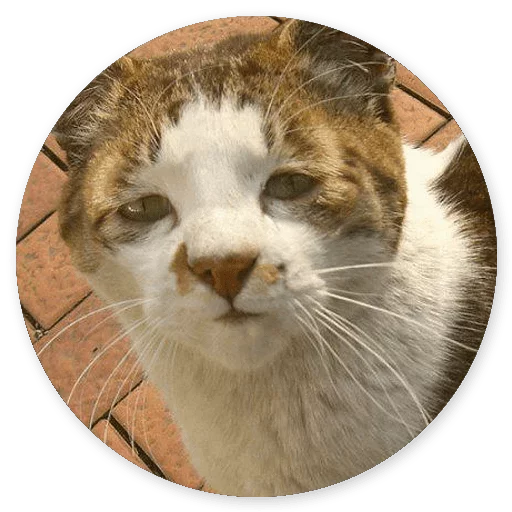 Эмодзи Котики и Кошечки 2