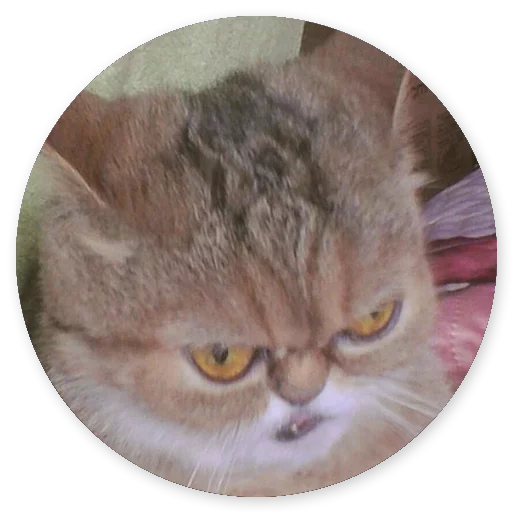 Эмодзи Котики и Кошечки 2