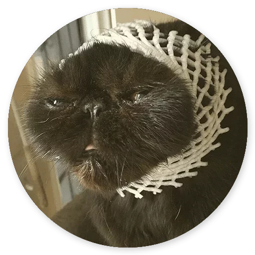 Эмодзи Котики и Кошечки 2