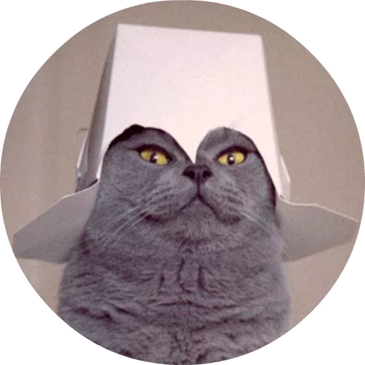 Эмодзи Котики и Кошечки