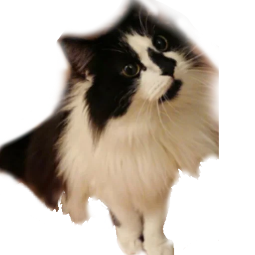 Эмодзи Catonios