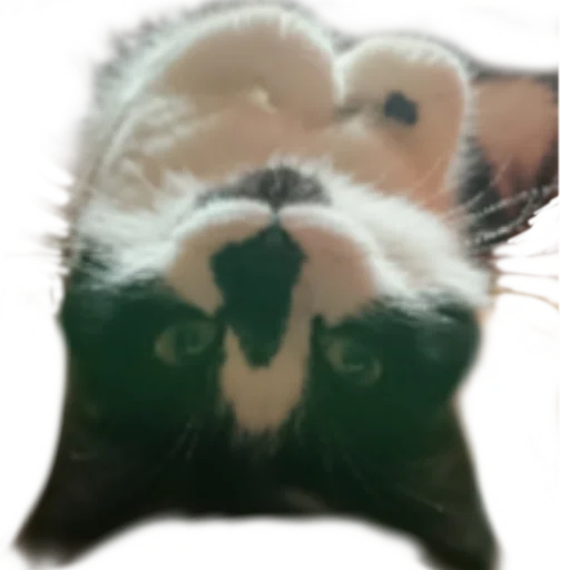 Эмодзи Catonios