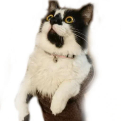 Эмодзи Catonios