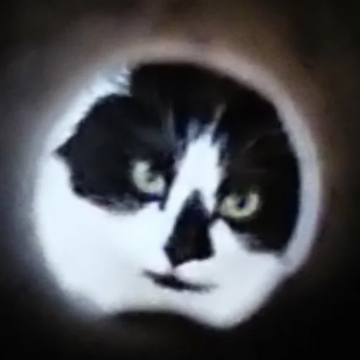 Эмодзи Catonios