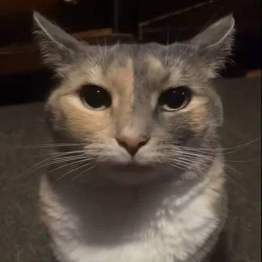 Эмодзи Silly cat