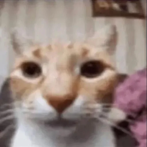 Эмодзи Silly cat