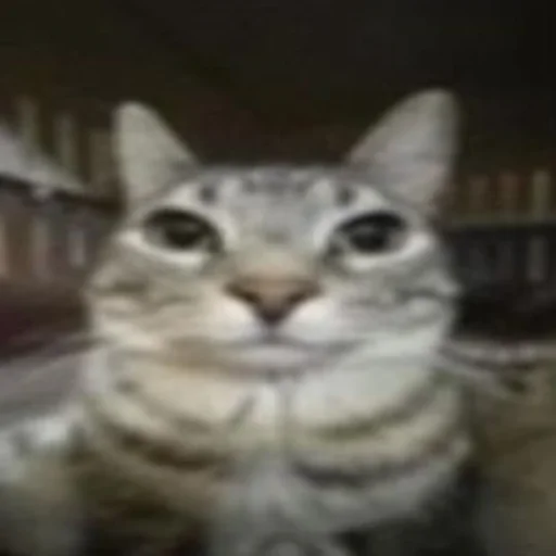 Эмодзи Silly cat