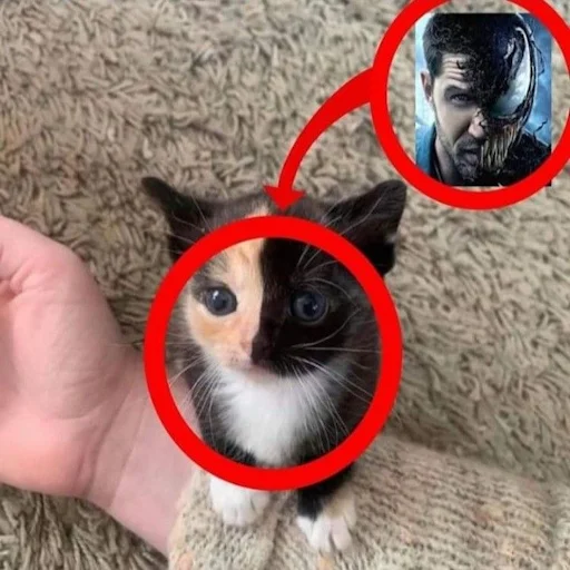 Эмодзи Silly cat