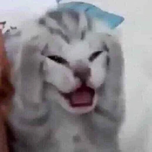 Эмодзи Silly cat