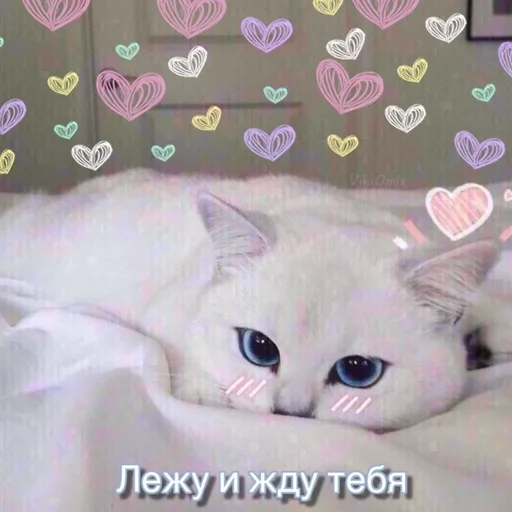 Эмодзи Ꮶᴏᴛиᴋи