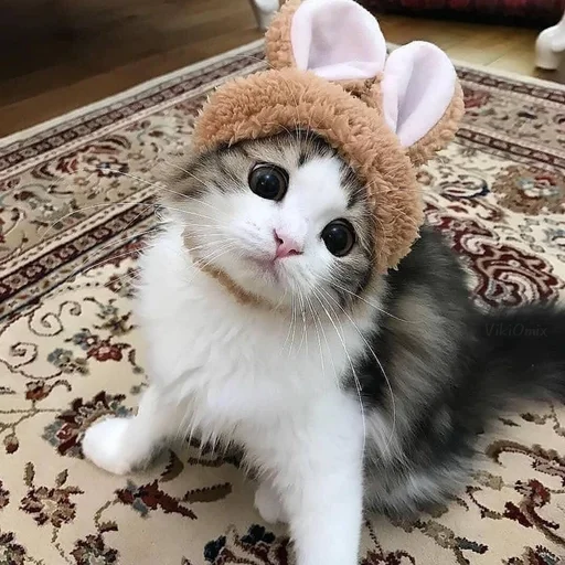 Эмодзи Ꮶᴏᴛиᴋи