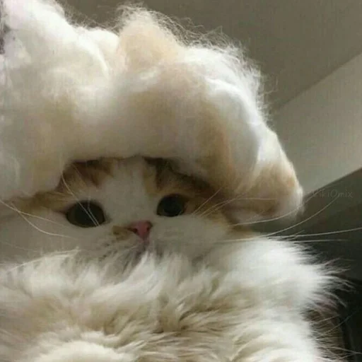 Эмодзи Ꮶᴏᴛиᴋи