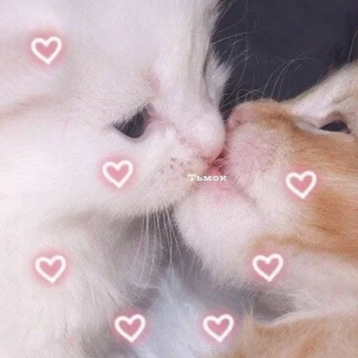 Эмодзи Ꮶᴏᴛиᴋи