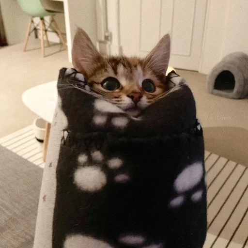 Эмодзи Ꮶᴏᴛиᴋи