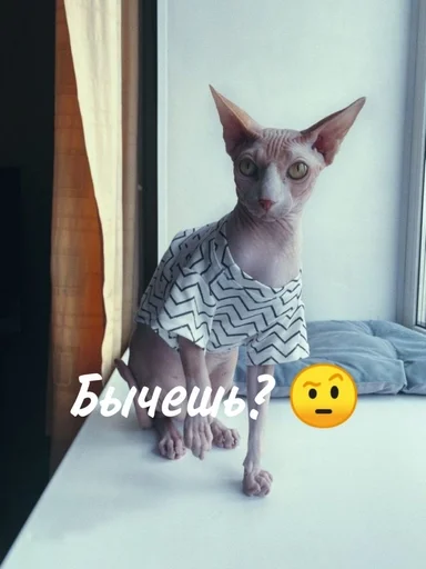 Эмодзи котики