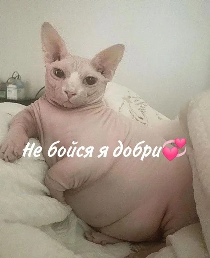 Эмодзи котики