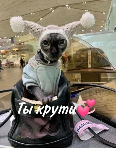 Эмодзи котики