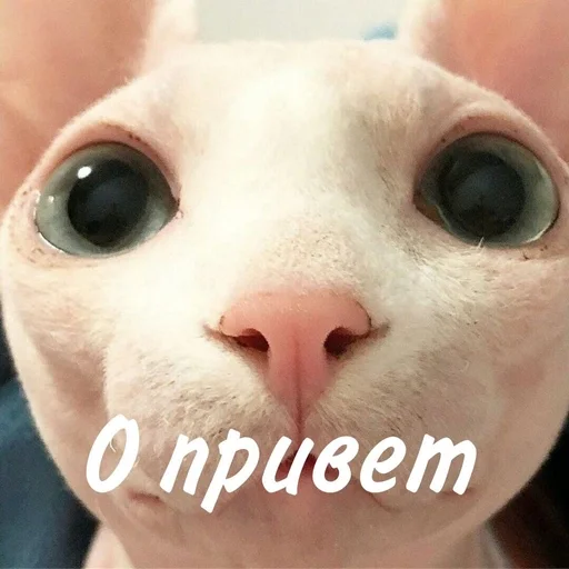 Эмодзи котики