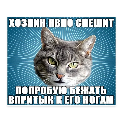 Эмодзи ? Мемы с Котом