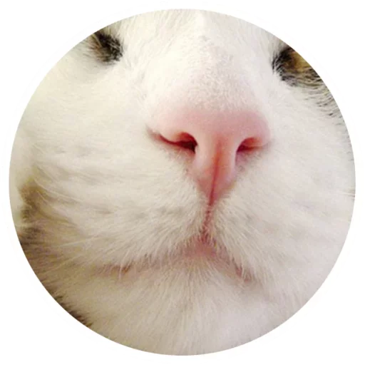 Эмодзи Nice Cats