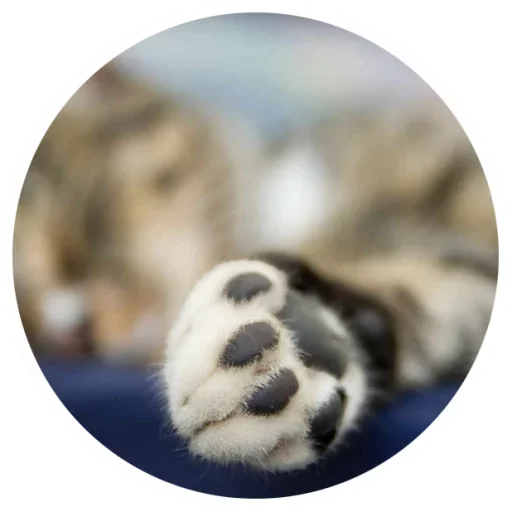 Эмодзи Nice Cats