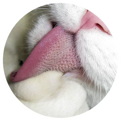 Эмодзи Nice Cats