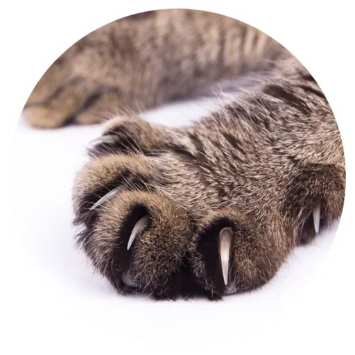 Эмодзи Nice Cats