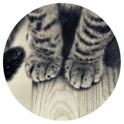 Эмодзи Nice Cats