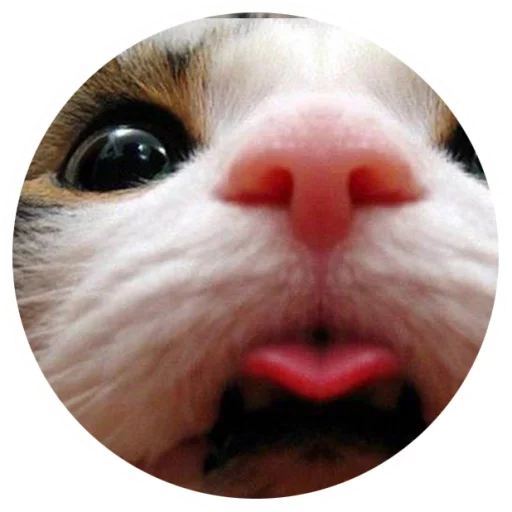 Эмодзи Nice Cats