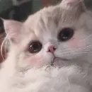 Эмодзи Cats