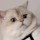 Эмодзи Cats