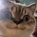 Эмодзи Cats