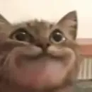 Эмодзи Cats
