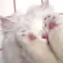 Эмодзи Cats