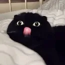 Эмодзи Cats