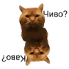 Эмодзи Cats meme
