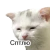 Эмодзи Cats meme