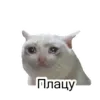 Эмодзи Cats meme
