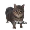 Эмодзи Cats meme
