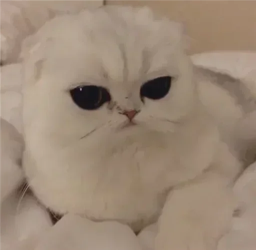 Эмодзи Cat😺