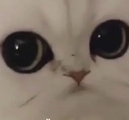 Эмодзи Cat😺