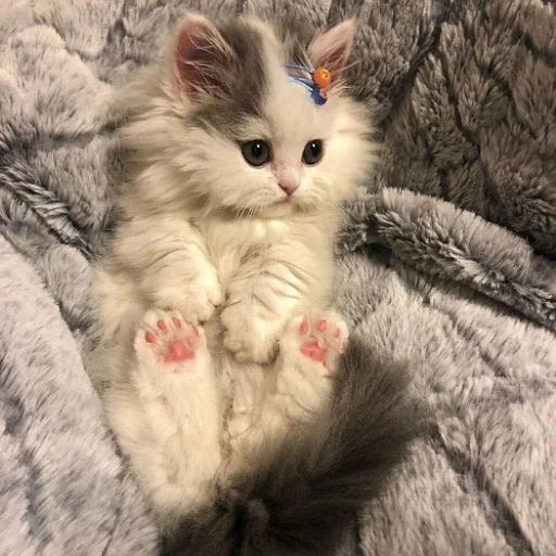 Эмодзи Коты