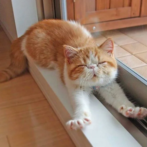 Эмодзи Коты