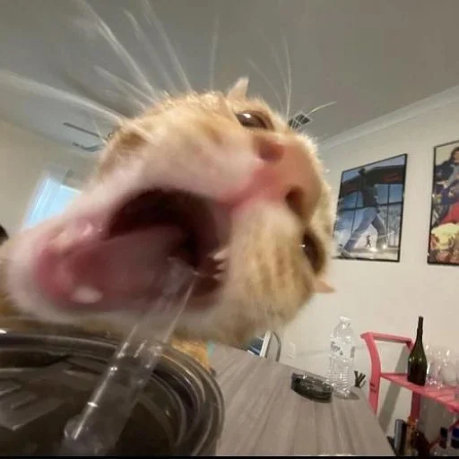 Эмодзи Коты